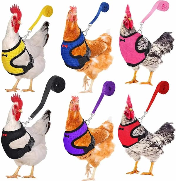 Set of chickens wearing colorful harnesses with leashes on a white background