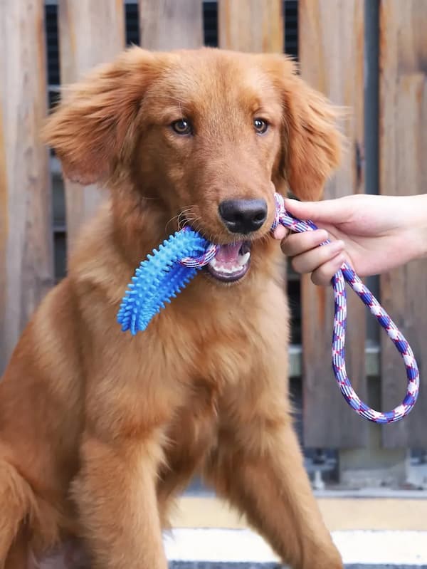 Dog holding a blue toy with a person's hand visible, standing on a wooden floor.