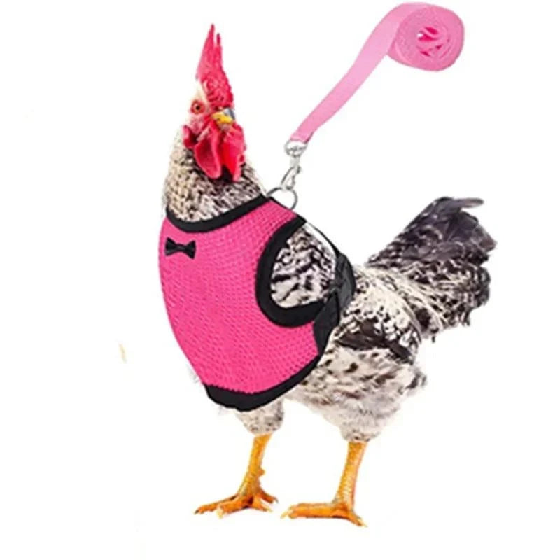 Chicken leash and harness set – safe and comfortable poultry accessory.