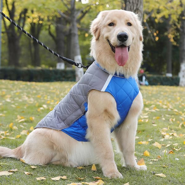 Dog wearing warm waterproof winter jacket showing D-ring, reflective strips, drawstring and windproof design