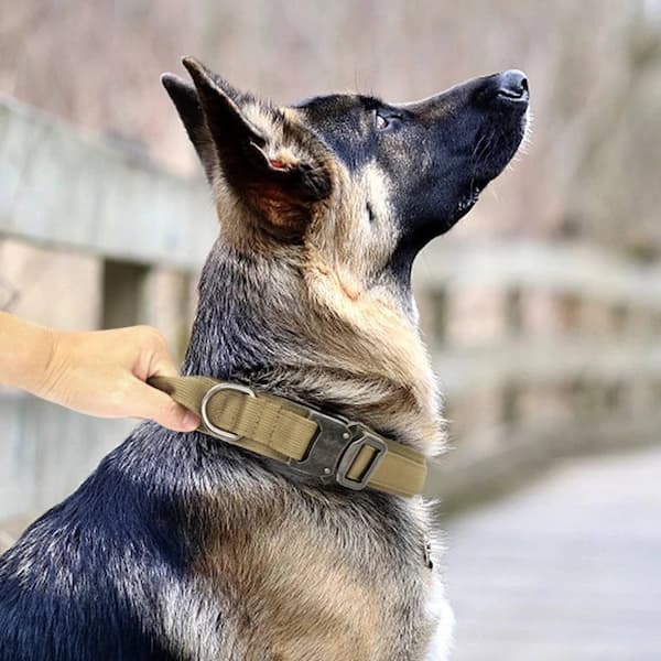 Dog wearing a green tactical collar with a blurred background