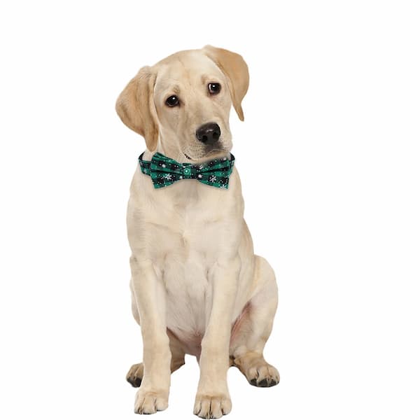 Dog wearing a green bow tie on a white background