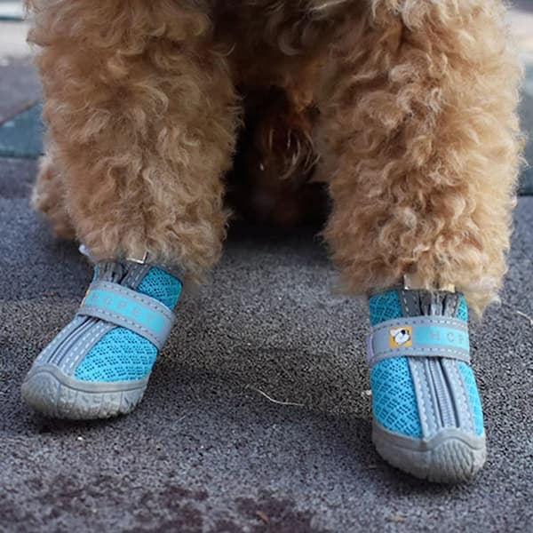 Dog wearing blue and gray shoes on a pavement