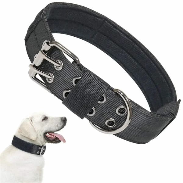 Dog collar with metal buckle on a white background