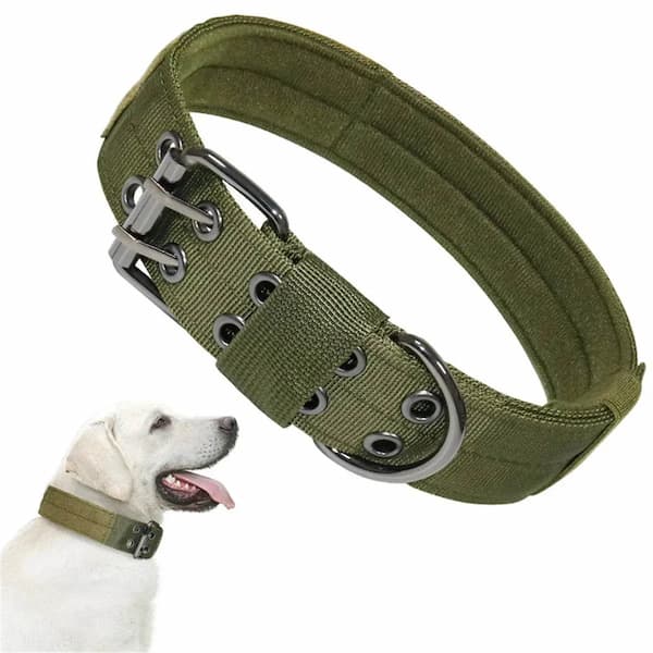 Green dog collar with metal buckle on a white background