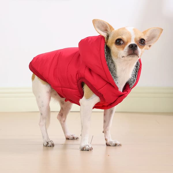 Small dog wearing a red puffer coat on a light wooden floor.