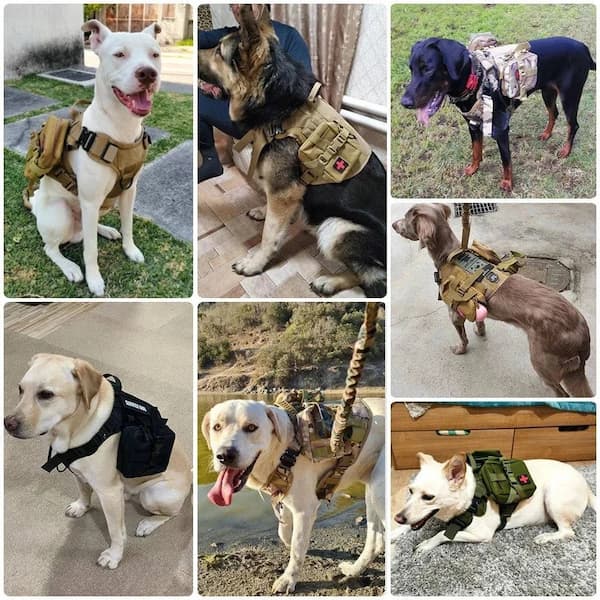tactical dog harness and collar set on German shepherd with leash and pouches