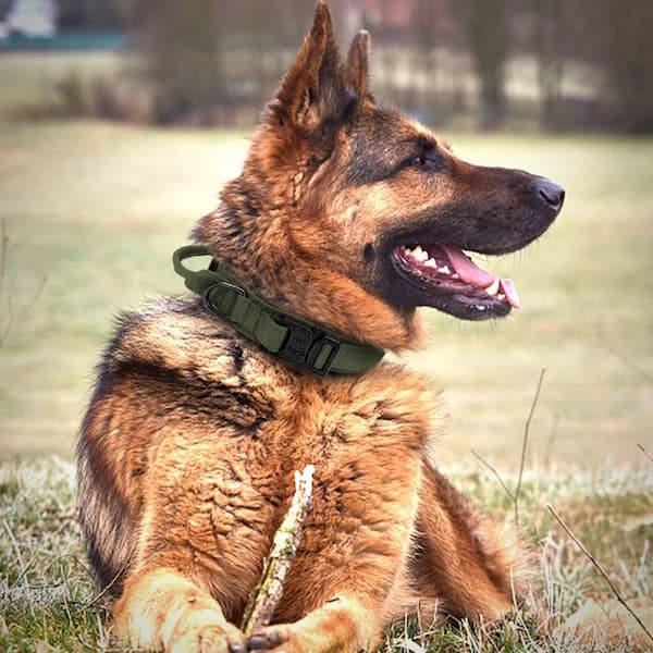 German Shepherd wearing a green tactical collar sitting in a grassy field.