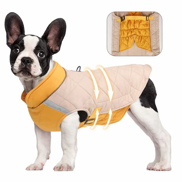 French Bulldog wearing waterproof padded winter dog jacket in yellow and beige with reflective strip