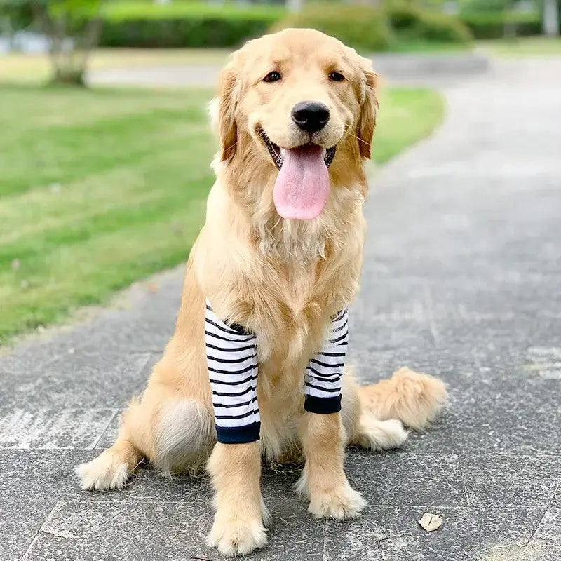 Dog wearing a striped elbow sleeve – soft, breathable support for joint care and recovery