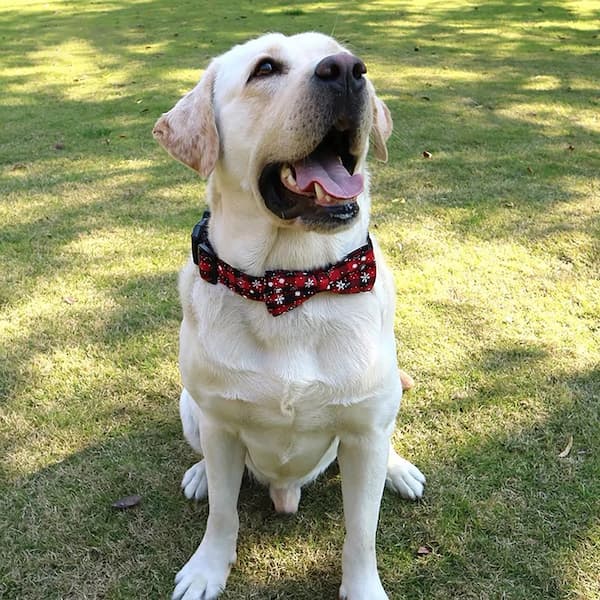 White dog wearing a red collar sitting on grass