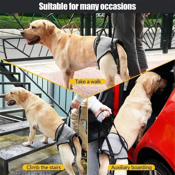 Dog with a harness being used for walking, climbing stairs, and auxiliary boarding.