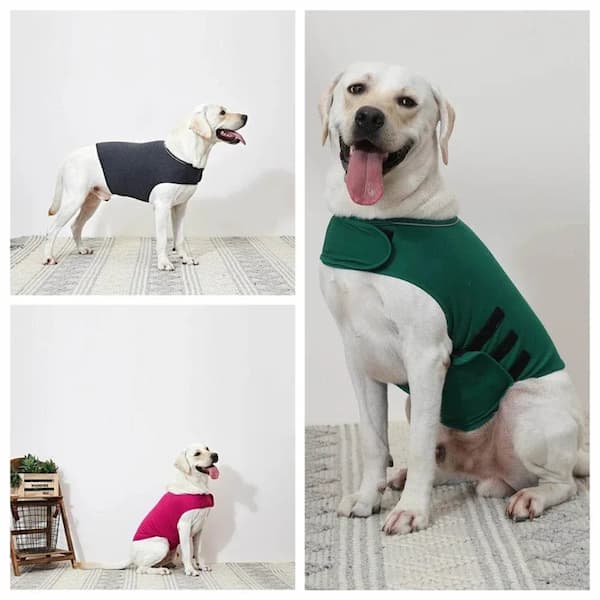 Calming dog vest for separation anxiety and travel stress