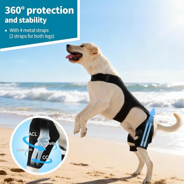 dog wearing rear leg brace support for joint stability and mobility assistance