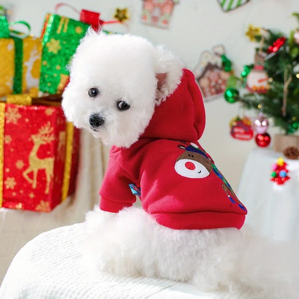 White dog wearing a red hoodie with a reindeer design in a festive setting with Christmas decorations.