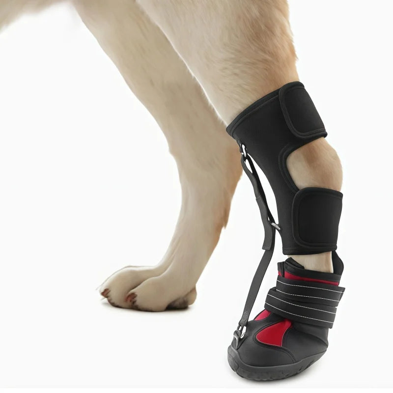 dog wearing paw support shoe brace for dragging paw and mobility support