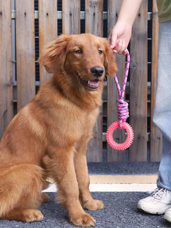 Dog sitting on a leash with a pink and red toy held by a person's hand.