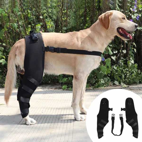 Dog wearing rear leg support brace – black adjustable wrap for mobility and joint comfort

