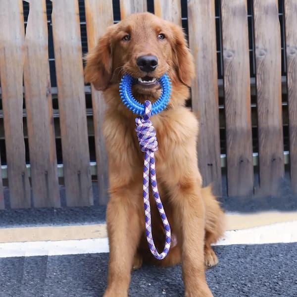 Dog holding a blue rope toy in its mouth against a wooden fence background