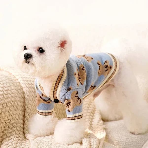 Small white dog wearing a blue and brown patterned sweater on a beige blanket.