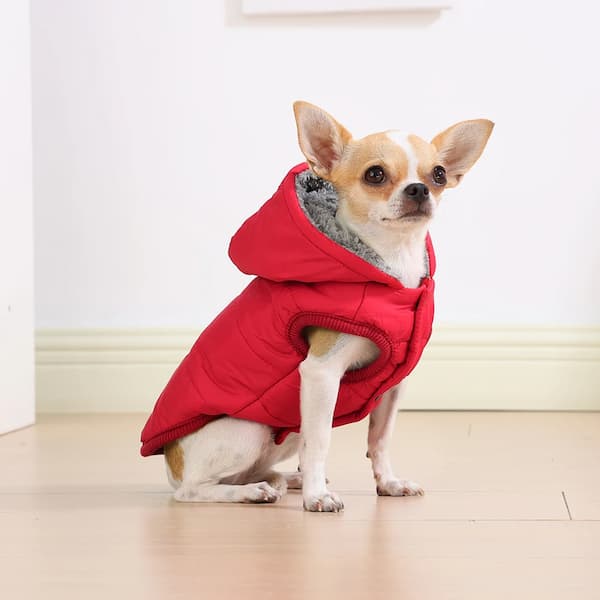 Small dog wearing a red puffer jacket indoors on a light wooden floor.