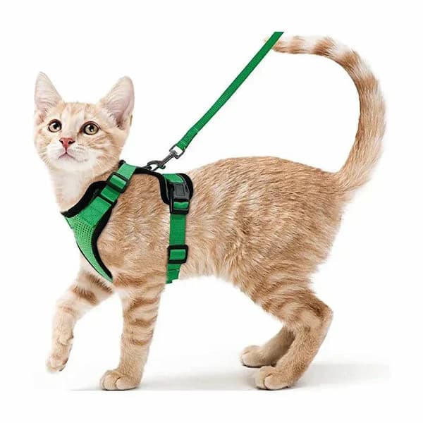 Cat wearing a green harness and leash on a white background