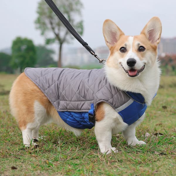 Dog wearing warm waterproof winter jacket showing D-ring, reflective strips, drawstring and windproof design
