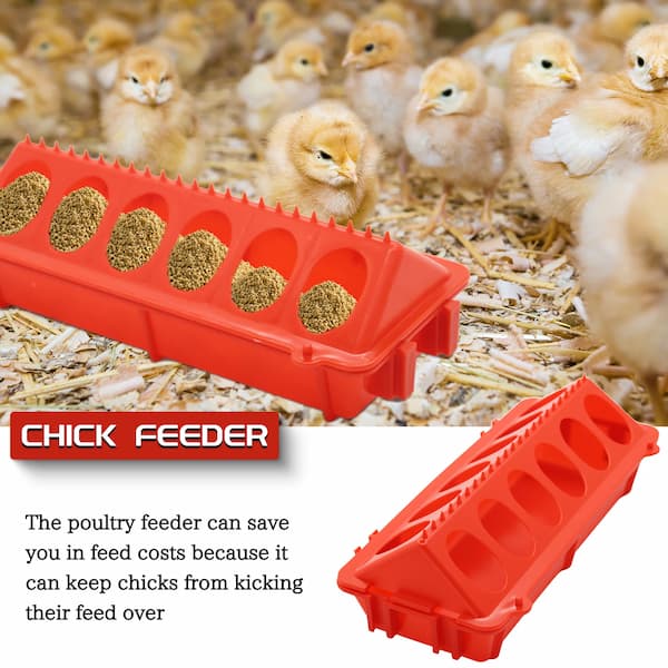 Red chick feeder with small chicks in a barn setting