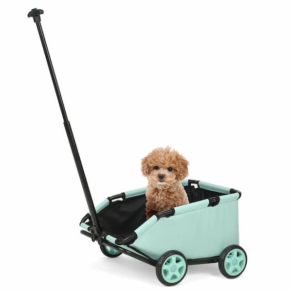 Small brown puppy sitting in a mint green lightweight 4-wheel pet stroller