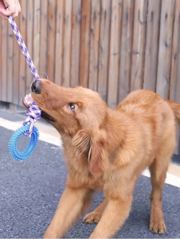 Dog playing with a blue and purple toy on a street.