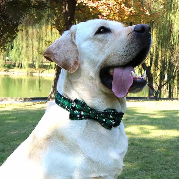 White dog with a green collar sitting outdoors near a body of water.