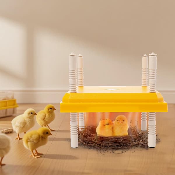 Radiant heat brooder plate for baby chicks – adjustable height, safe 15W heater, cozy and fire-safe alternative to heat lamps.