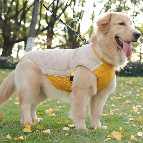 Dog wearing warm waterproof winter jacket showing D-ring, reflective strips, drawstring and windproof design