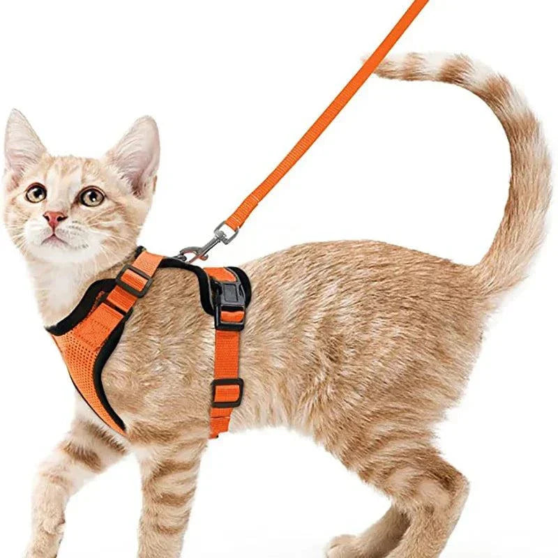 Stylish and practical cat harness for hiking or training