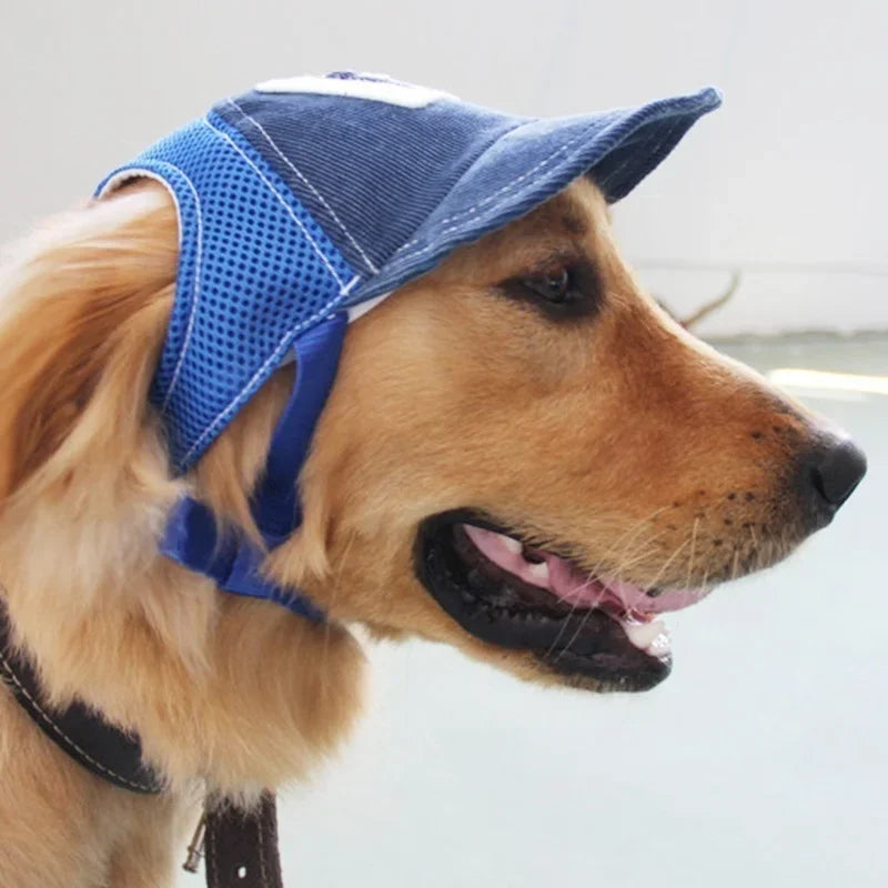 Dog wearing a blue sun protection cap with a white background