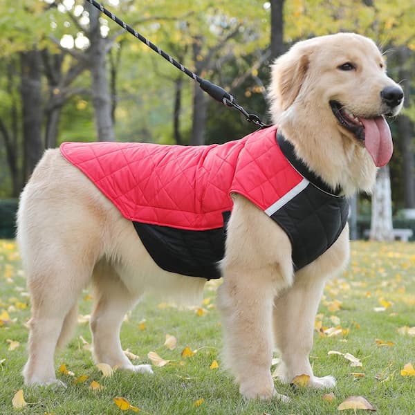 Dog wearing warm waterproof winter jacket showing D-ring, reflective strips, drawstring and windproof design
