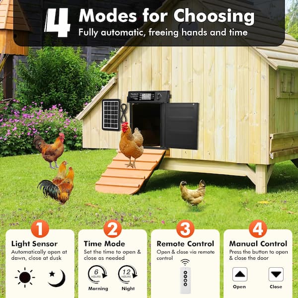 Chicken coop with automatic door and chickens around, featuring 4 modes for controlling the door.