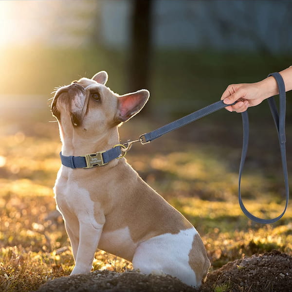French Bulldog wearing personalized engraved dog collar and leash set – stylish and safe for walks.