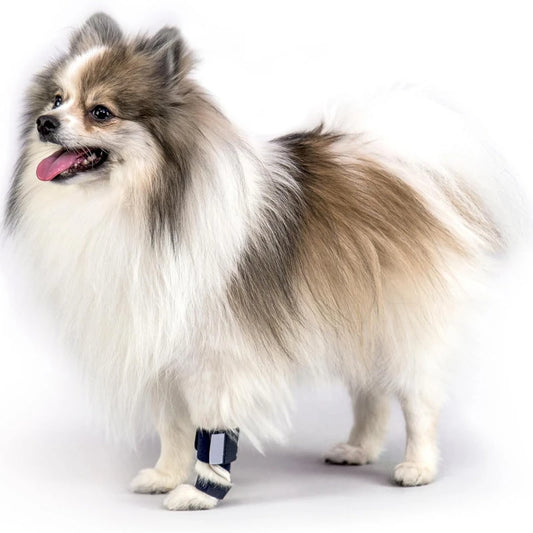 dog wearing front leg brace support for injury sprain recovery mobility aid