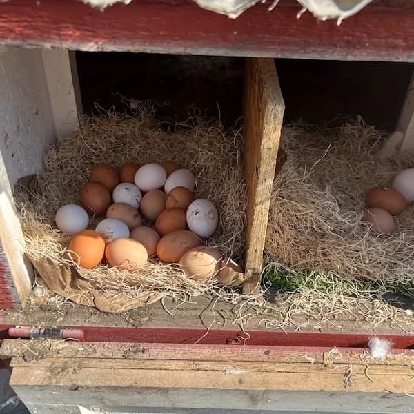 natural chicken nesting box liner mat for chicken coop egg laying nest box with hen and eggs