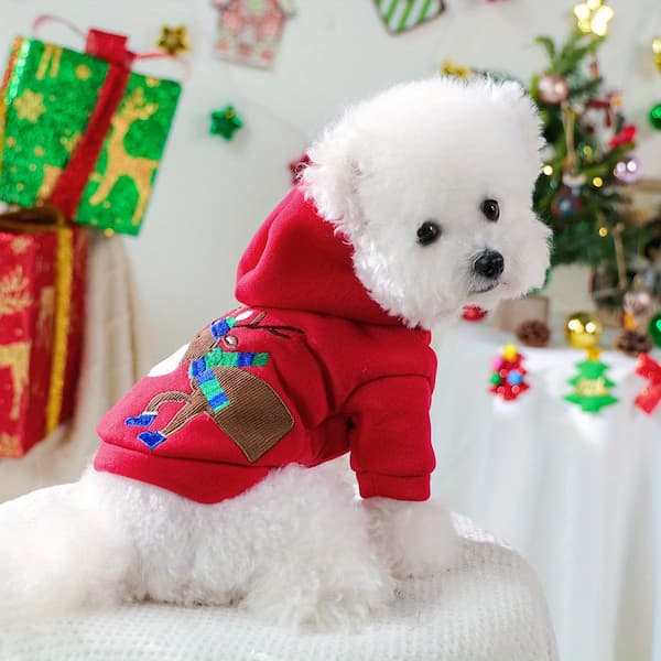 White dog wearing a red hoodie with Christmas decorations in the background