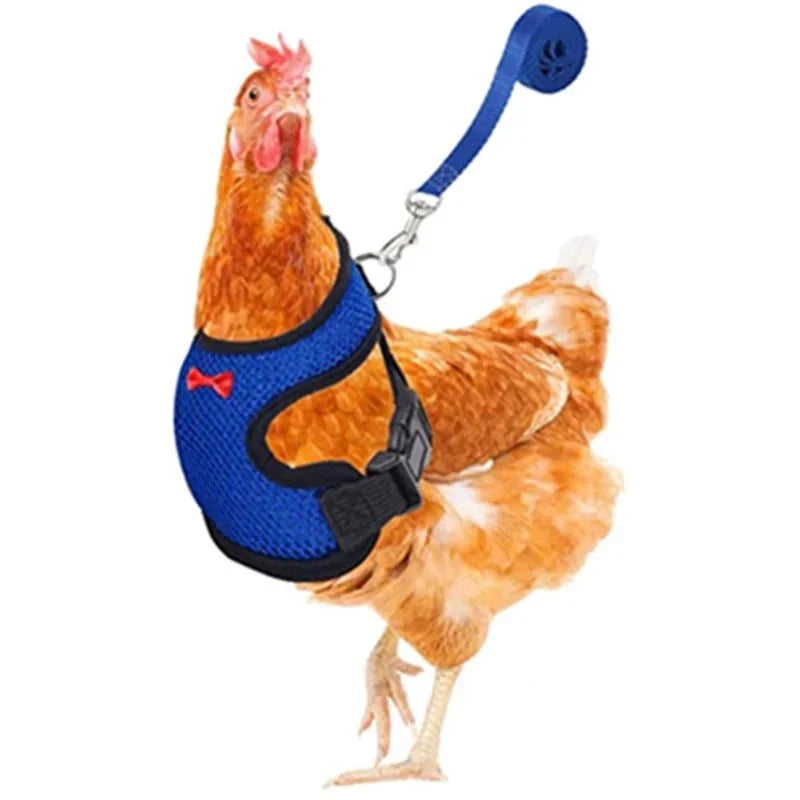 Chicken leash and harness set – safe and comfortable poultry accessory.