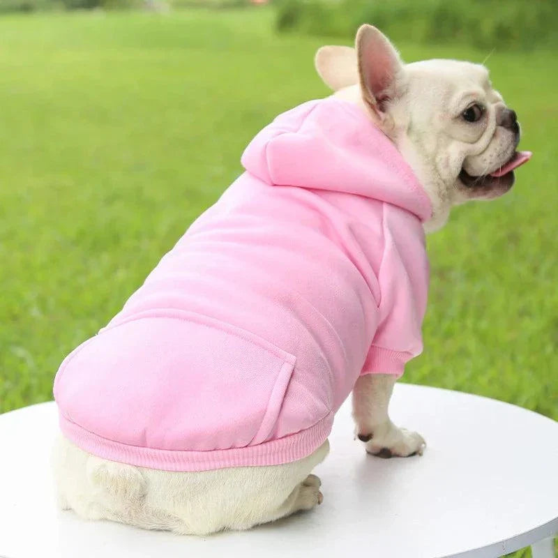 Small dog in a pink hooded sweater, sitting on a white surface outdoors.