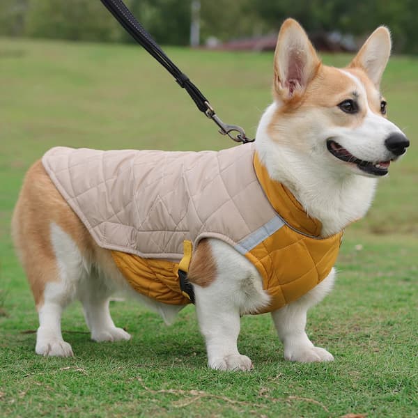 Dog wearing warm waterproof winter jacket showing D-ring, reflective strips, drawstring and windproof design