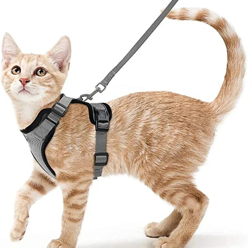 Stylish and practical cat harness for hiking or training