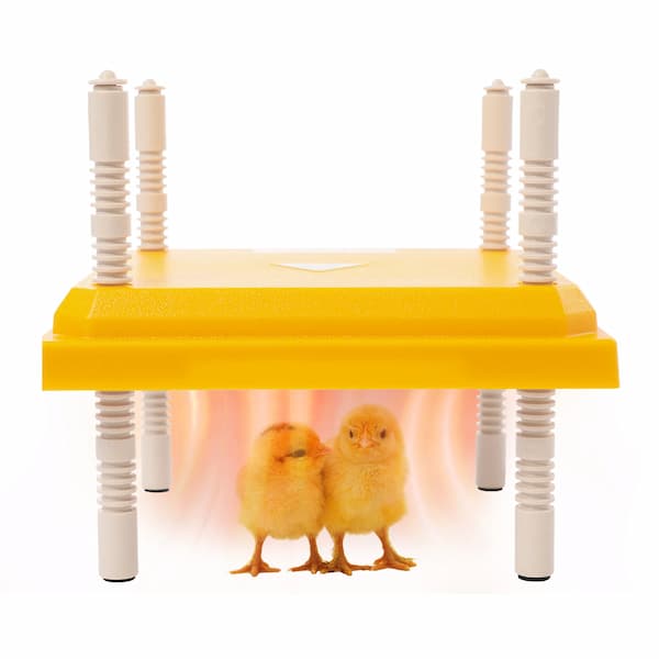 Radiant heat brooder plate for baby chicks – adjustable height, safe 15W heater, cozy and fire-safe alternative to heat lamps.