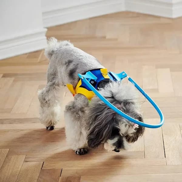 dog wearing anti collision ring collar outdoors