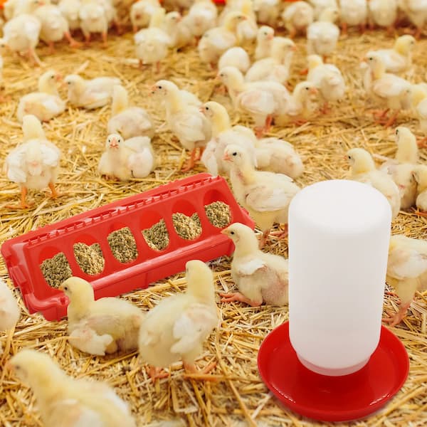 Group of chicks in a barn with a red feeder and water bottle.
