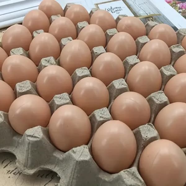 fake nest eggs for chickens in nesting box training hens to lay eggs correctly