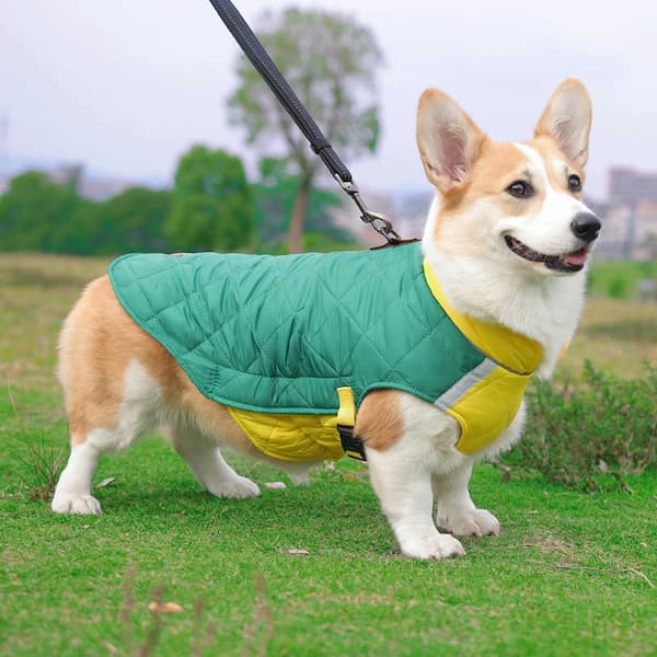Dog wearing warm waterproof winter jacket showing D-ring, reflective strips, drawstring and windproof design